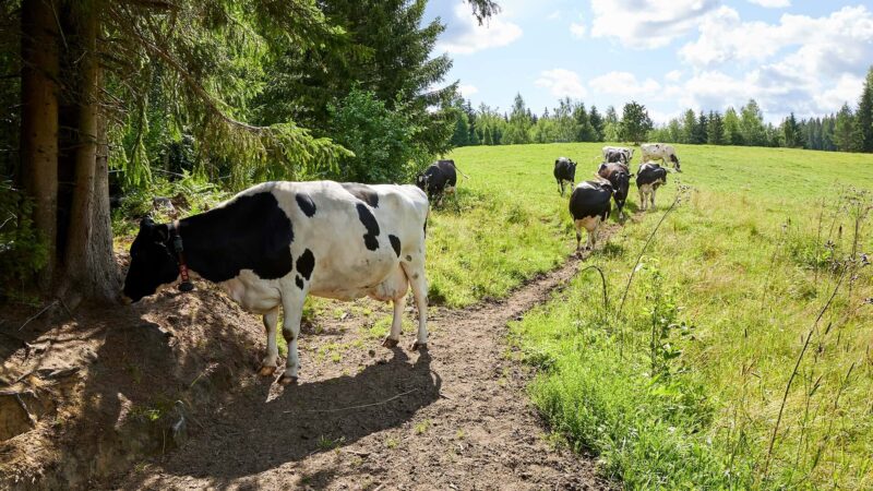 Cows on a field.