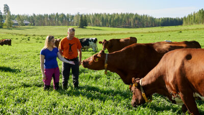 Cows and two person on a field in summer.