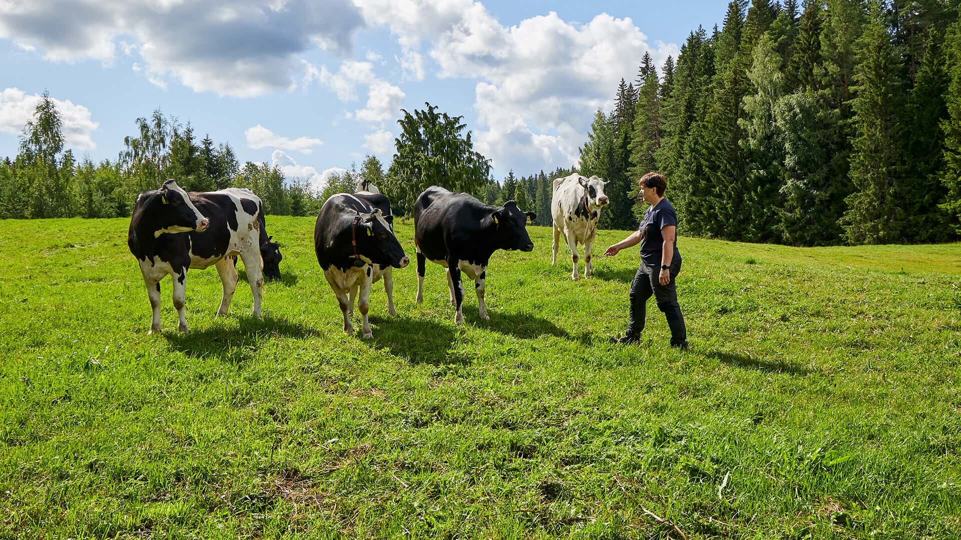 Couple cows and a person on a field.