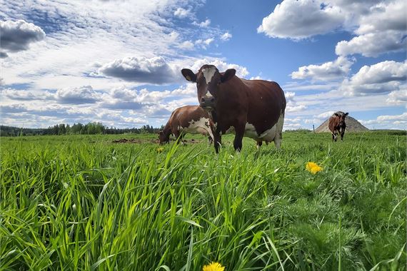 Täperä farm