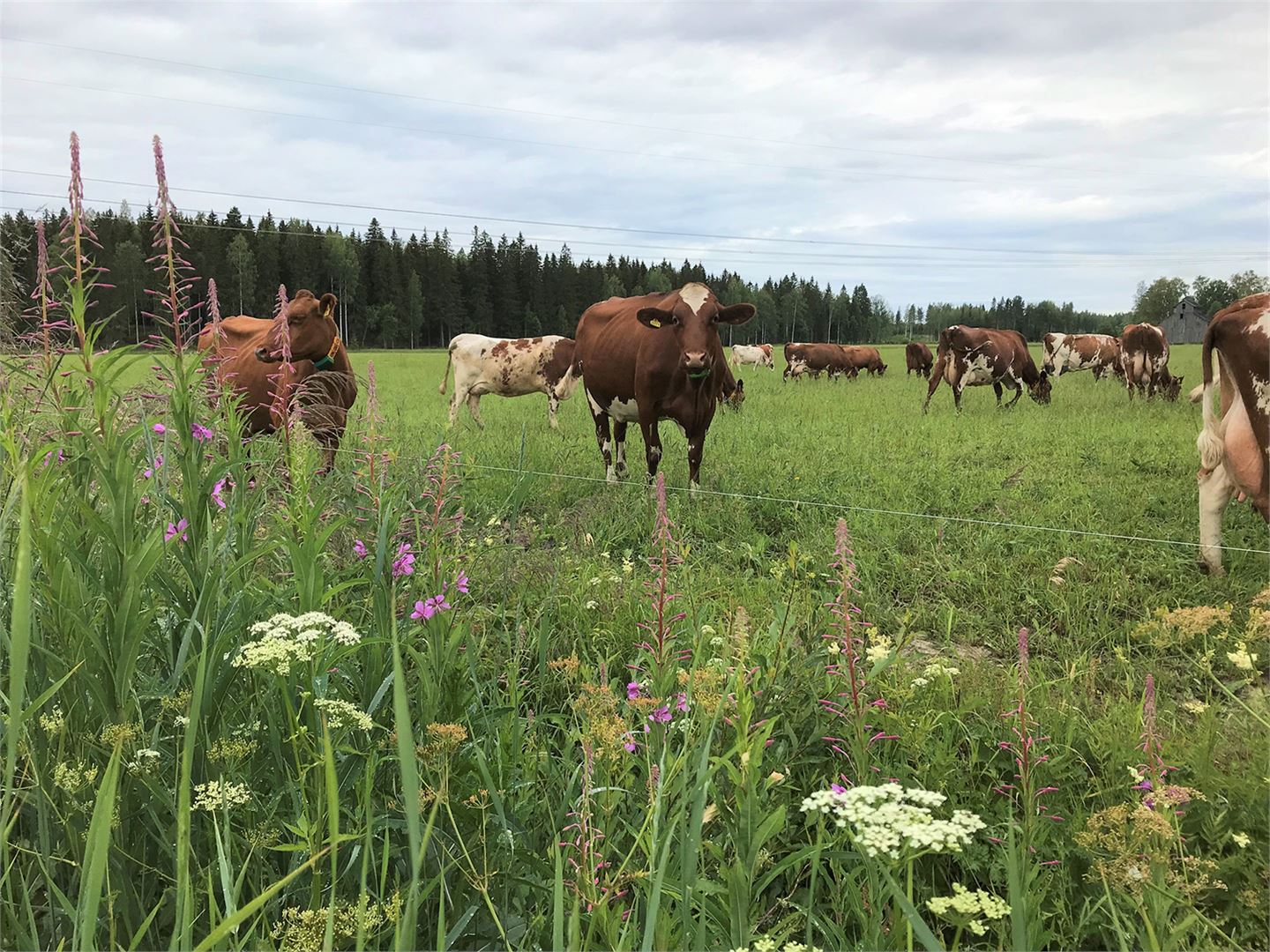 Biodiversity at dairy farms