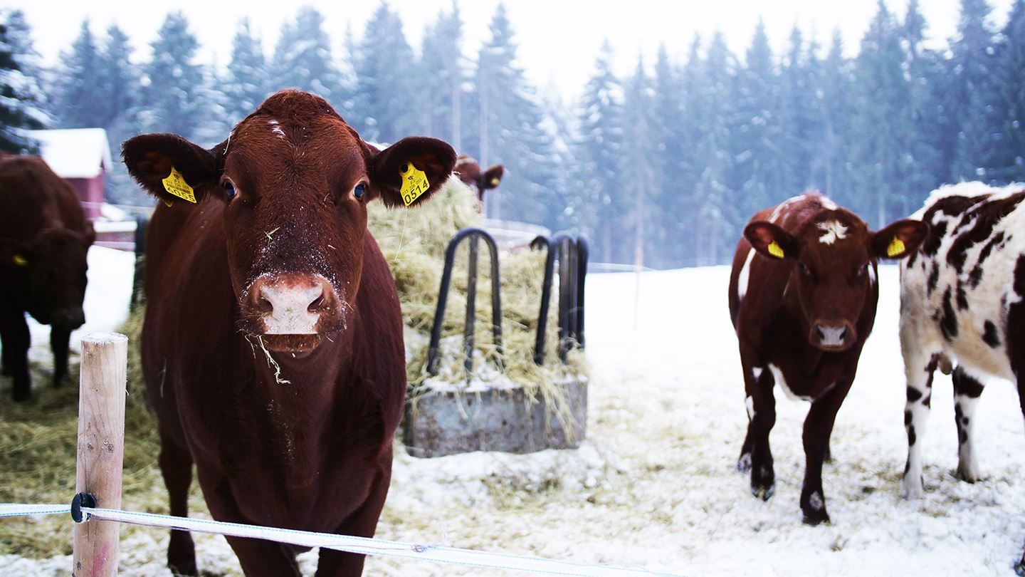 Winter exercise in the snow brings joy and health benefits