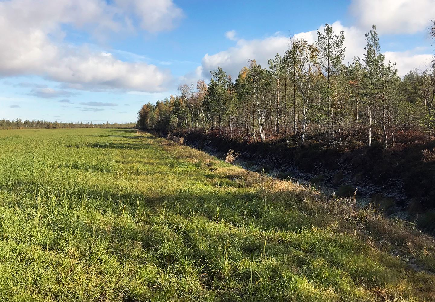 Miten nurmi uusitaan ilman kyntöä turvepellolla?