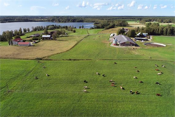 Tyynismaan tila sijaitsee kauniilla paikalla Kauhavan Purmojärven rannalla. Navetan ympärillä on kymmenisen hehtaaria laitumia. Nuorkarja asustaa edelleen takana vasemmalla näkyvässä vanhassa navetassa.