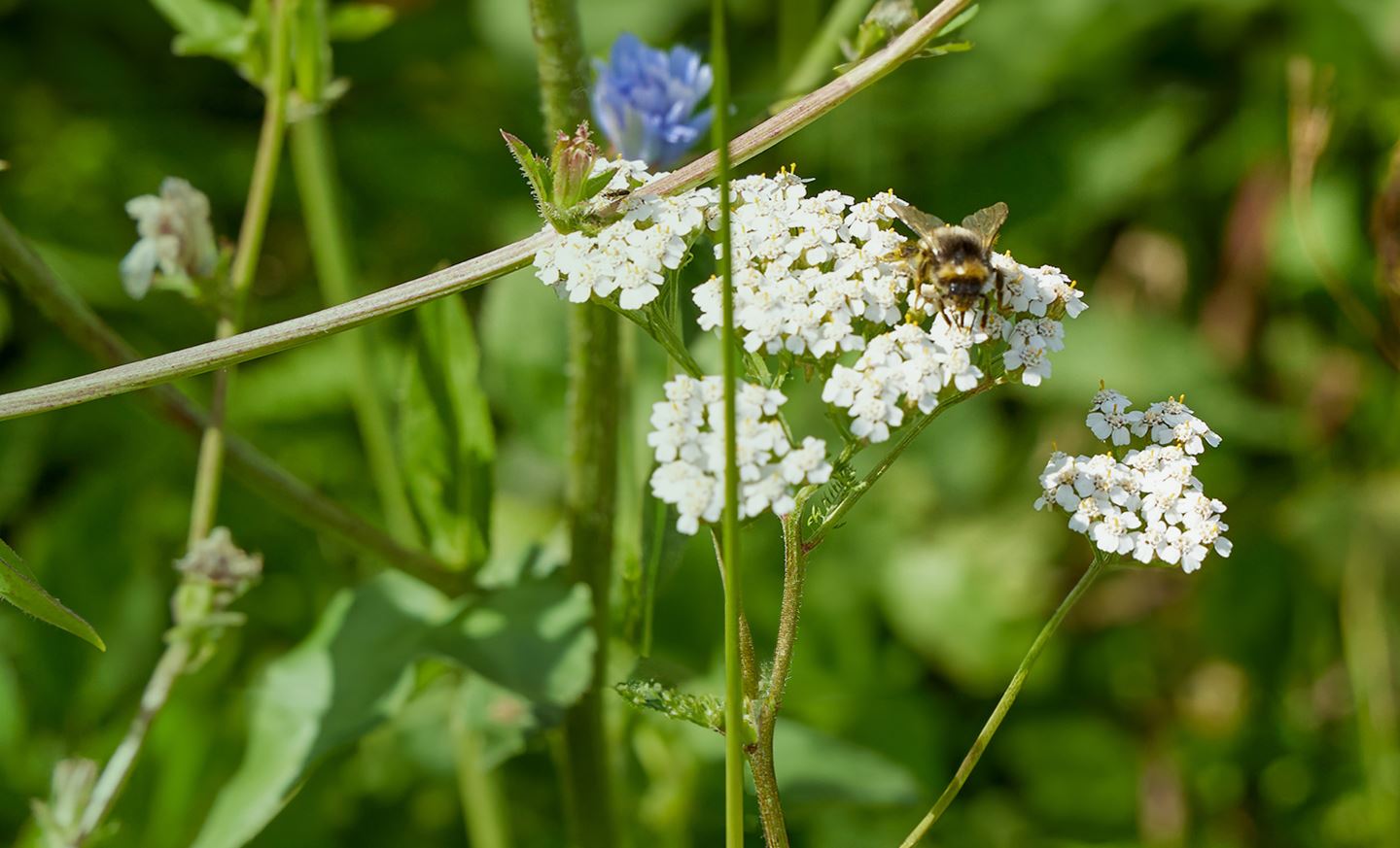 Tillsammans för biologisk mångfald