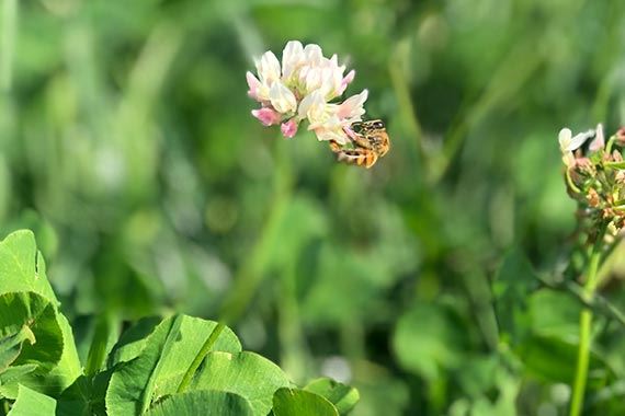 Biodiversity refers to the abundance in ecosystems, species and genetics.