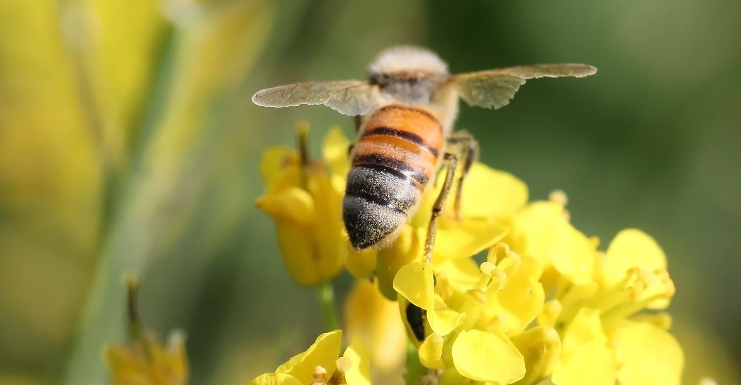 Saker du kan göra för öka den biologiska mångfalden