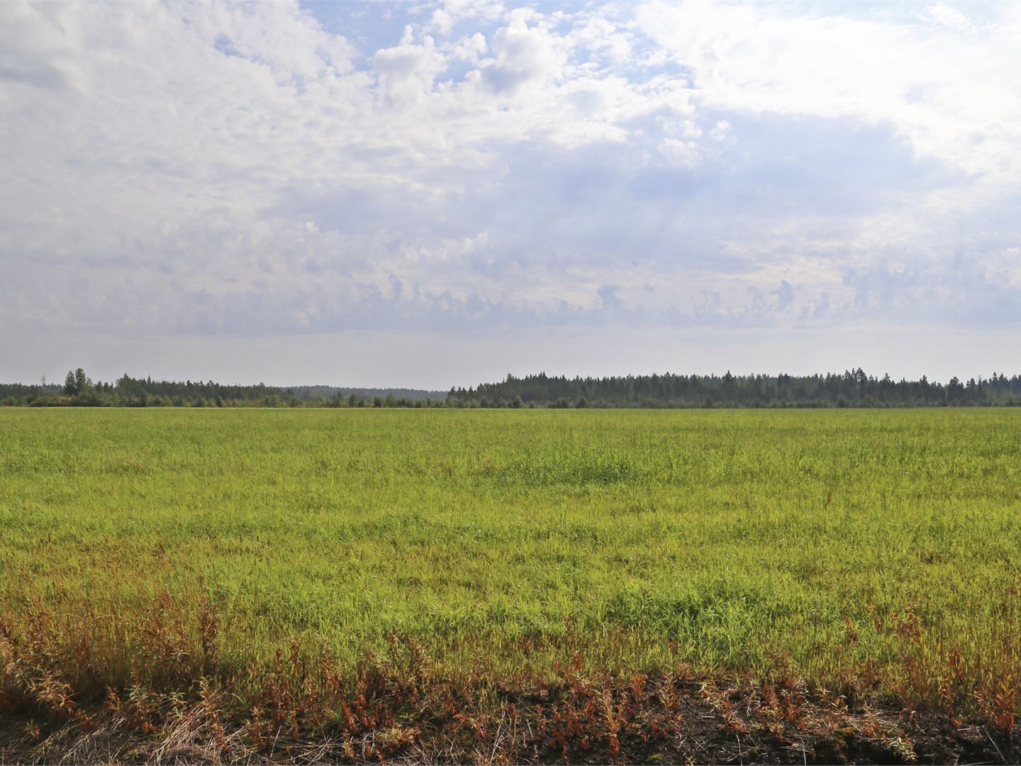 Terveysvero on ylimääräinen ruokavero eikä sitä tässä tilanteessa tule ottaa käyttöön