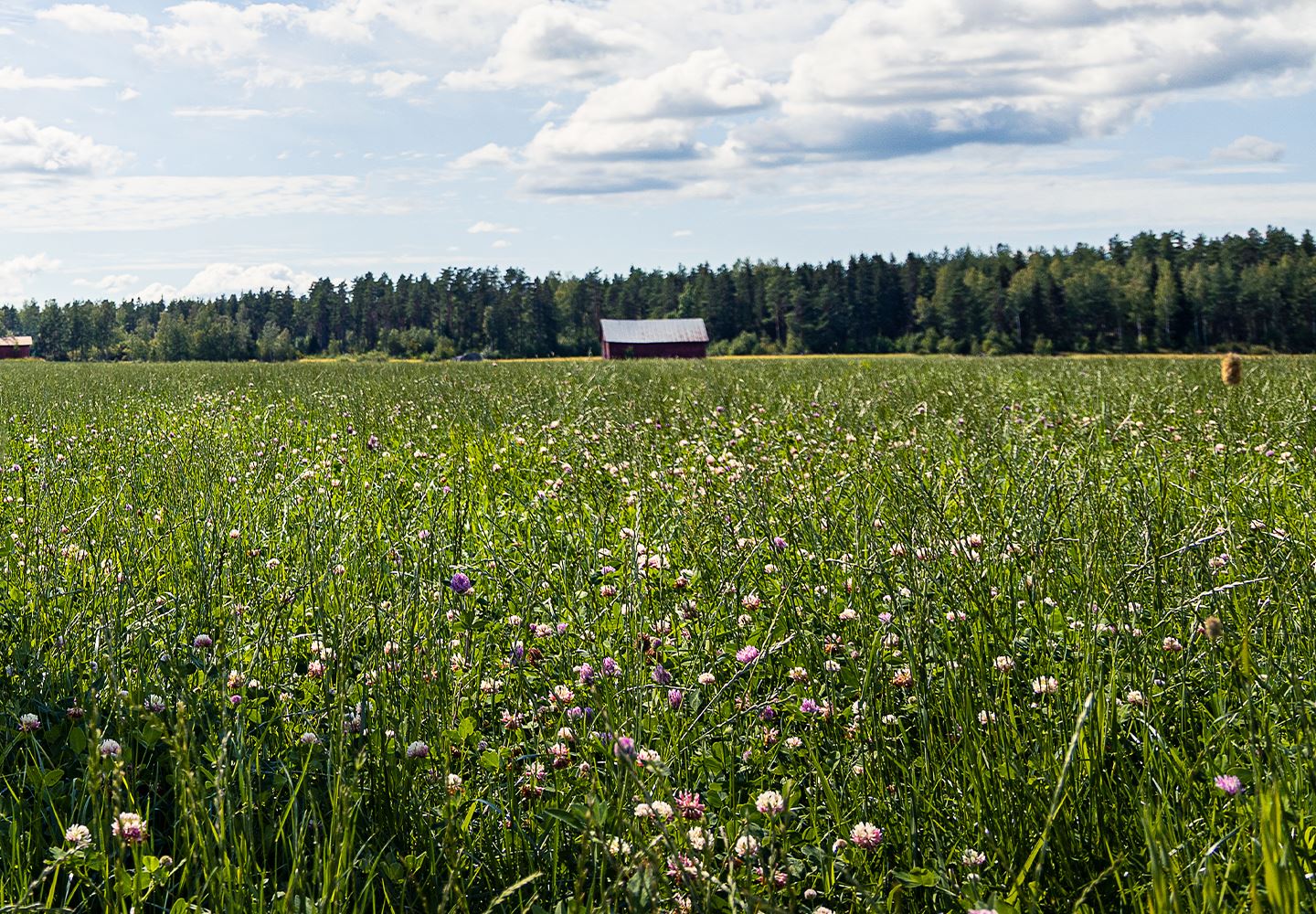 Yhteyttäminen on hiiliviljelyn perusta