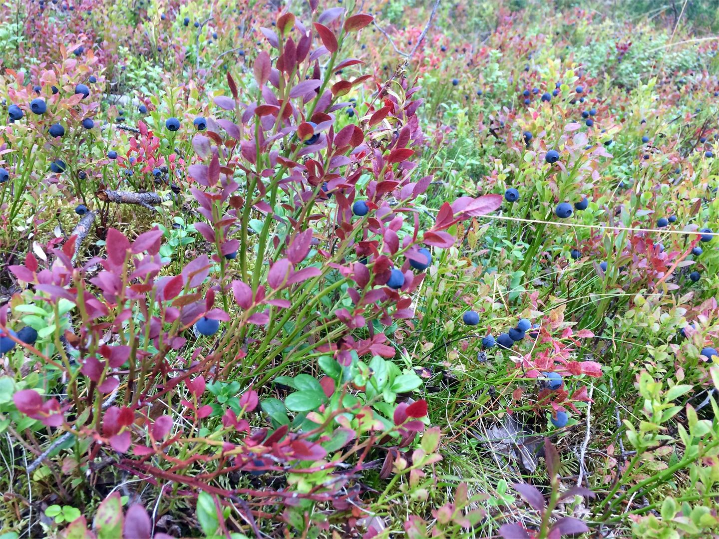 Valion tahtotila on ostaa vastuullisesti tuotettuja kotimaisia metsämarjoja